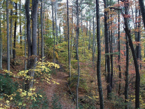 Fall Colors on Pinnacle Mountain Tower Trail